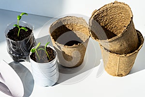 Seedlings in pots in biodegradable peat moss pots. The concept is the absence of plastic.
