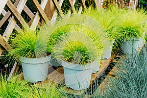 Seedlings in pots Festuca glauca green and yellow grass in plant pots in the garden center. Ideas for gardening and
