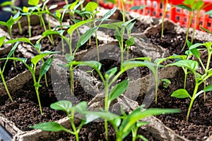 Seedlings in pots on a white window. How to grow food at home on a windowsill. sprouts of green plants and home gardening