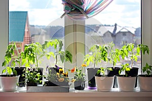 Seedlings in pots on a windowsill