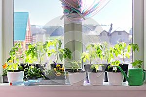 Seedlings in pots on a windowsill photo