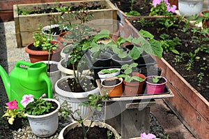 Seedlings of pumpkin in pots and vegetables in greenhouse.