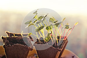 Seedlings of radishes and beets in peat pots at dawn in the spring