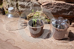 Seedlings and recycled plastic bottles photo