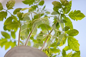 Seedlings of red tomatoes in close-up. Tomato sprouts