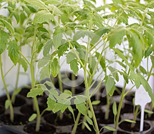 Seedlings of red tomatoes in close-up. Tomato sprouts