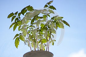 Seedlings of red tomatoes in close-up. Tomato sprouts