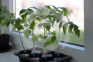 Seedlings of red tomatoes in close-up. Tomato sprouts