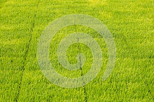 Seedlings of rice in rice fields. oung rice are growing in the p