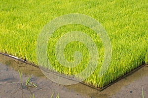 Seedlings of rice in rice fields. oung rice are growing in the p