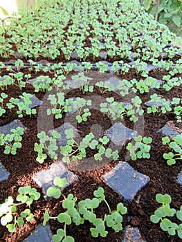 seedlings in seedbeds