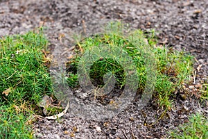 Seedlings of small pine trees in the forest.