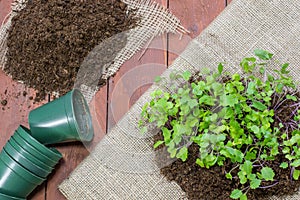 Seedlings Small Plants of Kohlrabi with Flower Pots and Loam