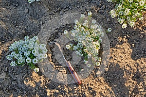 Seedlings of soft white Alyssum flowers in loose and weed-free soil, a garden hoe with teeth lies on the bed.