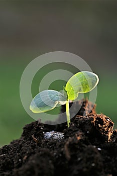 seedlings in soil.planting seedlings. Earth Day. Ecological .Gardening and agriculture. Growing bio organic vegetables