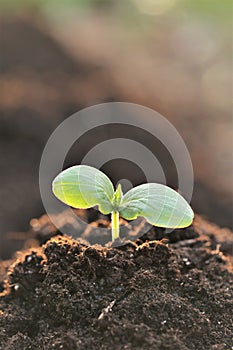 seedlings in soil.planting seedlings.Gardening and agriculture.Growing seedlings. Growing bio vegetables and greens.
