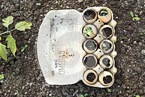 Seedlings, sprout grow in the eggshell. Greenhouse