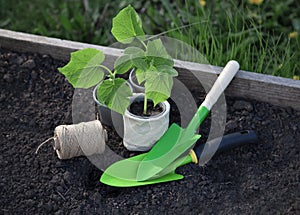 Seedlings Sprouting In Plastic pot and garden tools on flower bad Spring garden work concept