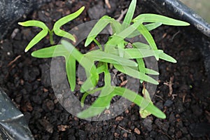 The seedlings are sprouting from the soil.