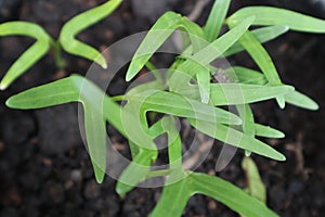 The seedlings are sprouting from the soil.