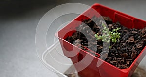 Seedlings of thyme in clod of soil potted