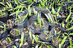 Seedlings to organize in the garden.