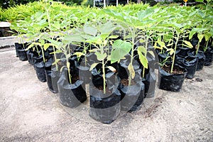 Seedlings to organize in the garden.