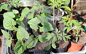 Seedlings tomato and bean plants in greenhouse