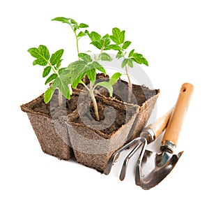 Seedlings tomato with garden tools