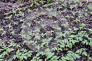 Seedlings of tomato. Growing tomatoes in the greenhouse. Seedlin