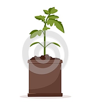 Seedlings of tomato plants in pots. Cultivation of garden plants. Plant care. Vector illustration