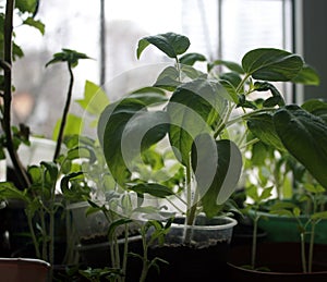Seedlings tomato in plastic cups.