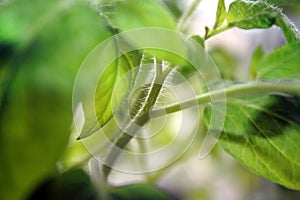 Seedlings tomato in plastic cups.