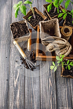 Seedlings tomato in pot with garden tools