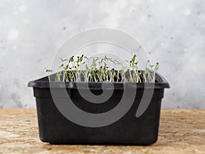 Seedlings of tomato from seeds in a box.Preparatory spring work in the northern country