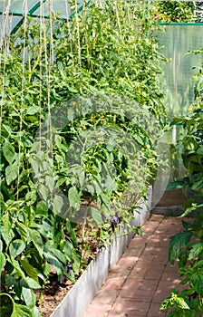 Seedlings of tomatoes and Bell pepper