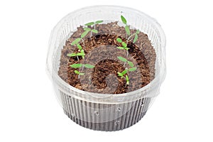 Seedlings of tomatoes in the box.