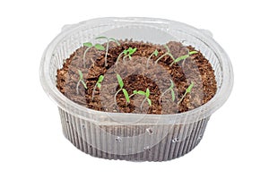 Seedlings of tomatoes in the box.