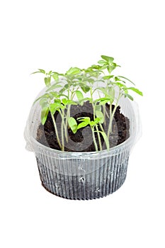 Seedlings of tomatoes in the box.