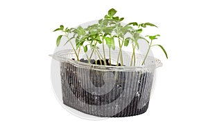 Seedlings of tomatoes in the box.