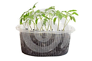 Seedlings of tomatoes in the box.