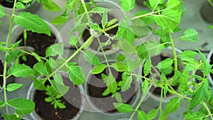 Seedlings of tomatoes in a greenhouse in containers for growing. Young tomato plants in a nursery ready for planting in