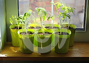 Seedlings of Tomatoes Growing on the Windowsill