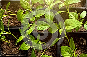 Seedlings of tomatoes and peppers growing in a greenhouse in special boxes. Seedling close-up