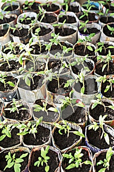 Seedlings of tomatoes and peppers in paper cups from old newspapers on the window, growth plants