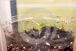 Seedlings in a transparent plastic cup close-up. The first germinal leaves of a germinated plant from a seed