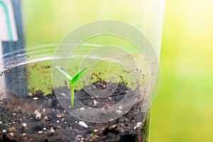 Seedlings in a transparent plastic cup close-up. The first germinal leaves of a germinated plant from a seed photo