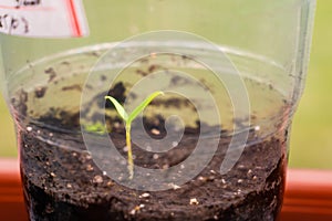 Seedlings in a transparent plastic cup close-up. The first germinal leaves of a germinated plant from a seed photo