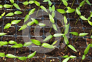 Seedlings tray