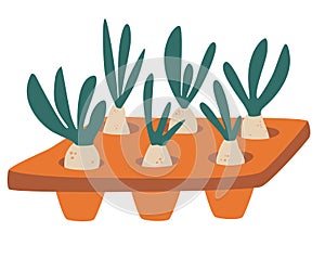 Seedlings in the tray. Illustration Featuring a Seedling Tray Filled with Saplings. Domestic orangery and care concept. Gardening